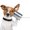 Cum să cureți urechile unui câine cu loțiuni, picături și spray-uri