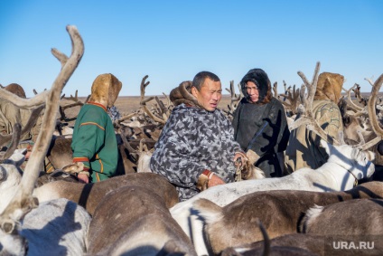 Hogyan és mennyit keresnek a tundra 