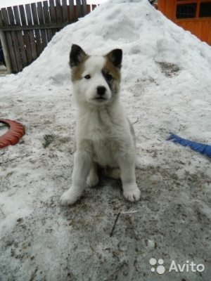 Cum să hrănești un cățeluș de Laika din Siberia de Est, câinele meu