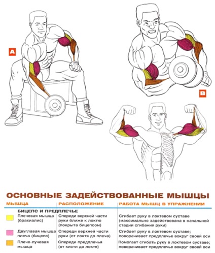 Hogyan szivattyúzzuk a bicepszet otthon egy súlyzót