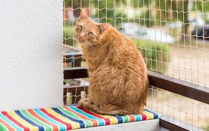 Cum sa dati un balcon pentru tine si o pisica rosie