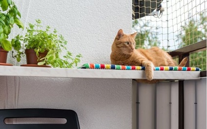 Cum sa dati un balcon pentru tine si o pisica rosie