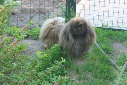 Cum de a tăia un pekingese la domiciliu