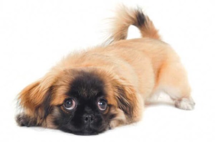 Cum de a tăia un pekingese la domiciliu