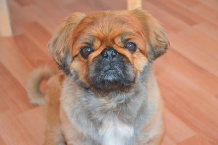 Cum de a tăia un pekingese la domiciliu