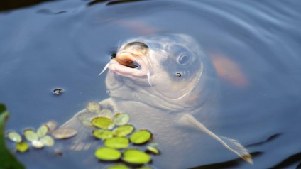 Cum de a prinde boilies de crap și Cupidon alb