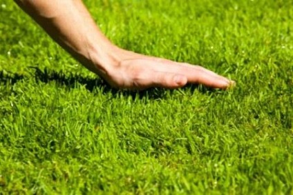Cum să tăiați în mod corespunzător sfaturi pentru iarba de iarbă, cerințe și recomandări pentru cosirea gazonului