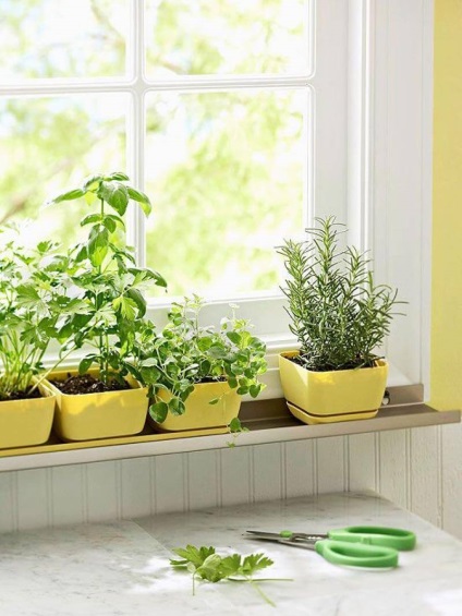 Cum să creați o grădină de plante în casă și pe parcelă