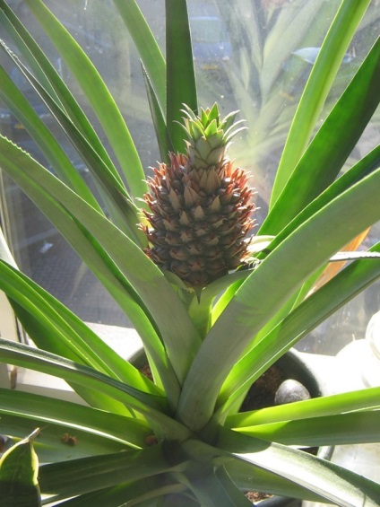 Cum să crească ananasul pe un pervaz