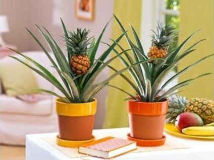 Cum să crească ananasul pe un pervaz