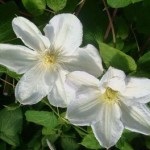 Cum să crească clematis