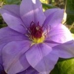 Cum să crească clematis