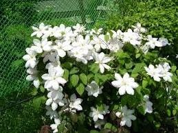 Cum să crească clematis