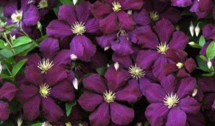 Cum să crească clematis