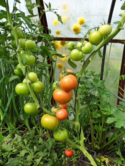 Cum am ajuns la agricultura naturala, mișcarea vietii