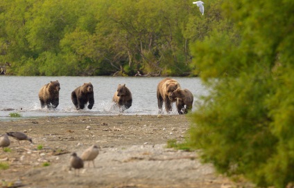 Cum trăiesc urșii pe Kamchatka