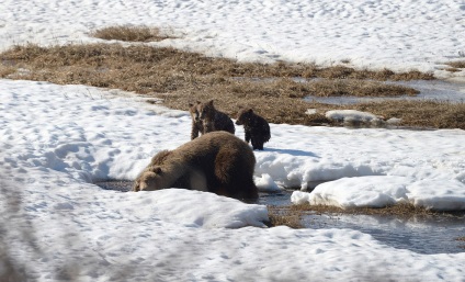 Cum trăiesc urșii pe Kamchatka