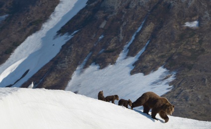 Cum trăiesc urșii pe Kamchatka