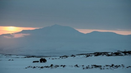 Cum trăiesc urșii pe Kamchatka