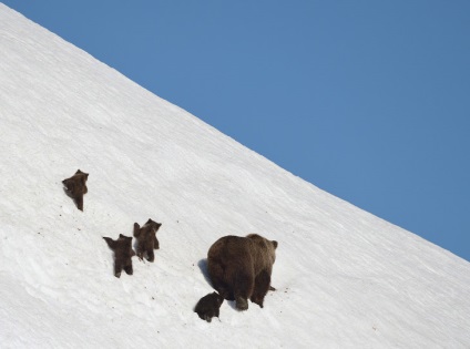 Cum trăiesc urșii pe Kamchatka