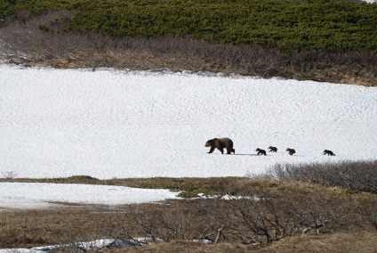 Cum trăiesc urșii pe Kamchatka