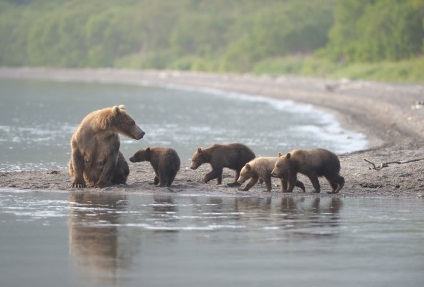 Cum trăiesc urșii pe Kamchatka