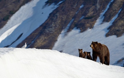 Cum trăiesc urșii pe Kamchatka