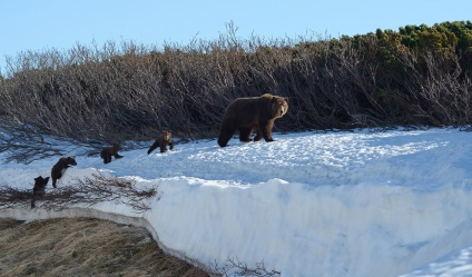 Cum trăiesc urșii pe Kamchatka