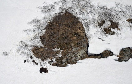 Cum trăiesc urșii pe Kamchatka
