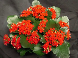 Kalanchoe îngrijire la domiciliu