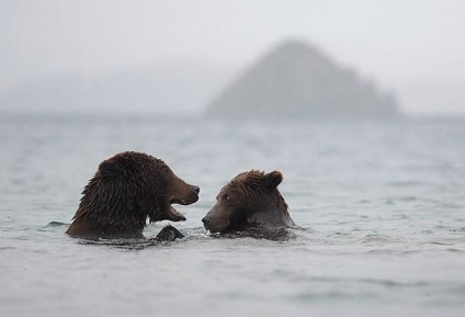 Kamchatka Bears