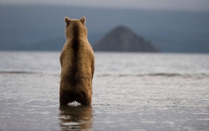 Kamchatka Bears