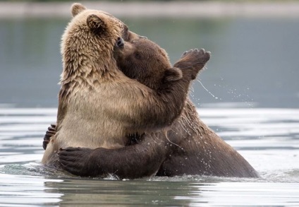 Kamchatka Bears