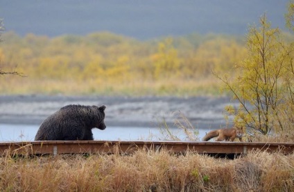 Kamchatka Bears