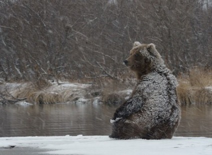 Kamchatka Bears