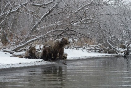 Kamchatka Bears