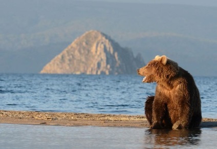 Kamchatka Bears