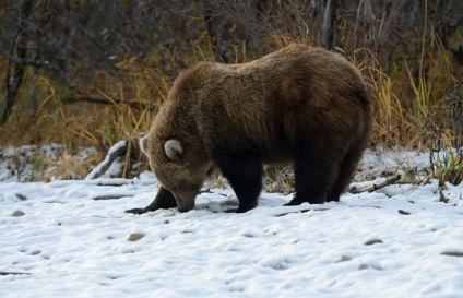 Kamchatka Bears