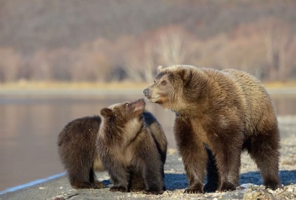 Kamchatka Bears