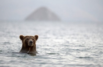 Kamchatka Bears