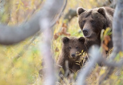 Kamchatka Bears