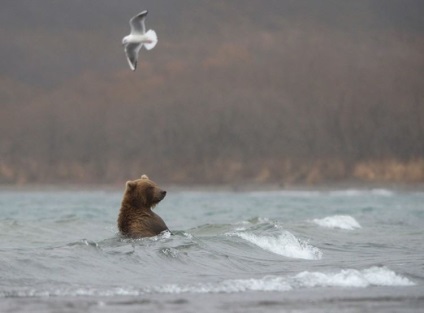 Kamchatka Bears