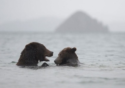 Kamchatka Bears