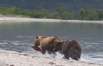 Kamchatka Bears