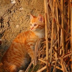 Очеретяний кіт, фото, опис, чим харчується кіт - все про котів і кішок з любов'ю