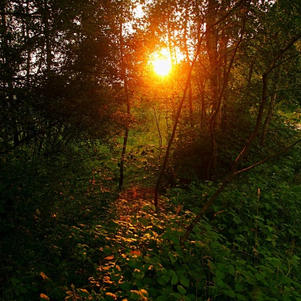 Fotografia copac, natura, pădure, deșert, siluetă, mersul pe jos, femeie, apus, soare