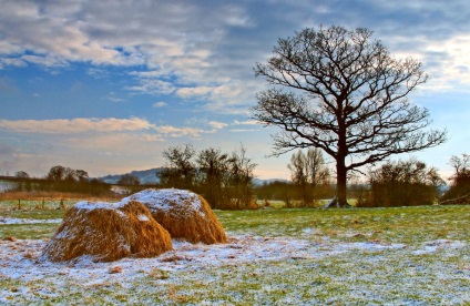 Fotografia copac, natura, pădure, deșert, siluetă, mersul pe jos, femeie, apus, soare