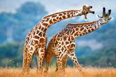 Imagini pentru copii girafă, poze