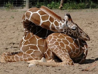 Imagini pentru copii girafă, poze