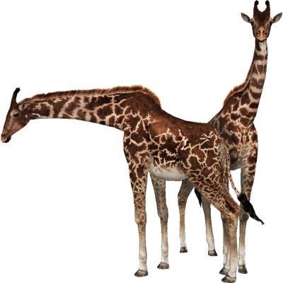 Imagini pentru copii girafă, poze